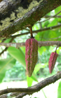 Cacao Pods Cacao Pods