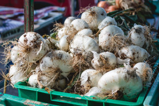 Garlic Garlic